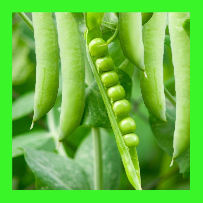 PEA-SUPER GEM SHELLING-DWARF
