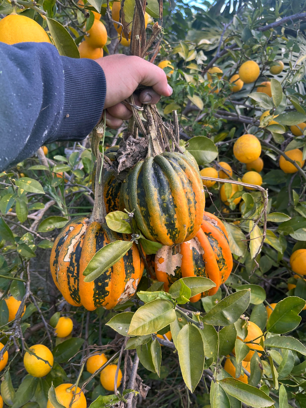 PUMPKIN-KAMO KAMO (aka KUMI KUMI)