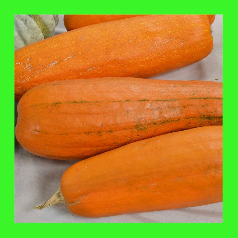 PUMPKIN-NANTUCKET LONG PIE