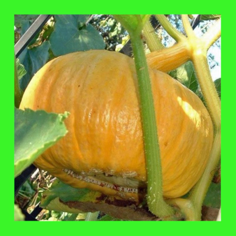PUMPKIN-AUSTRALIAN BUTTER