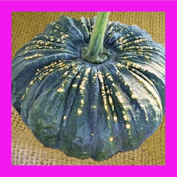 PUMPKIN-BLACK MEKONG WARTED