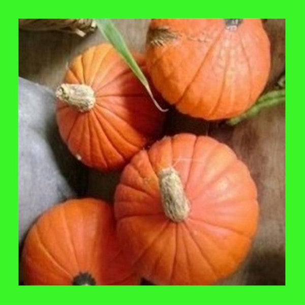 PUMPKIN-GOLDEN NUGGET