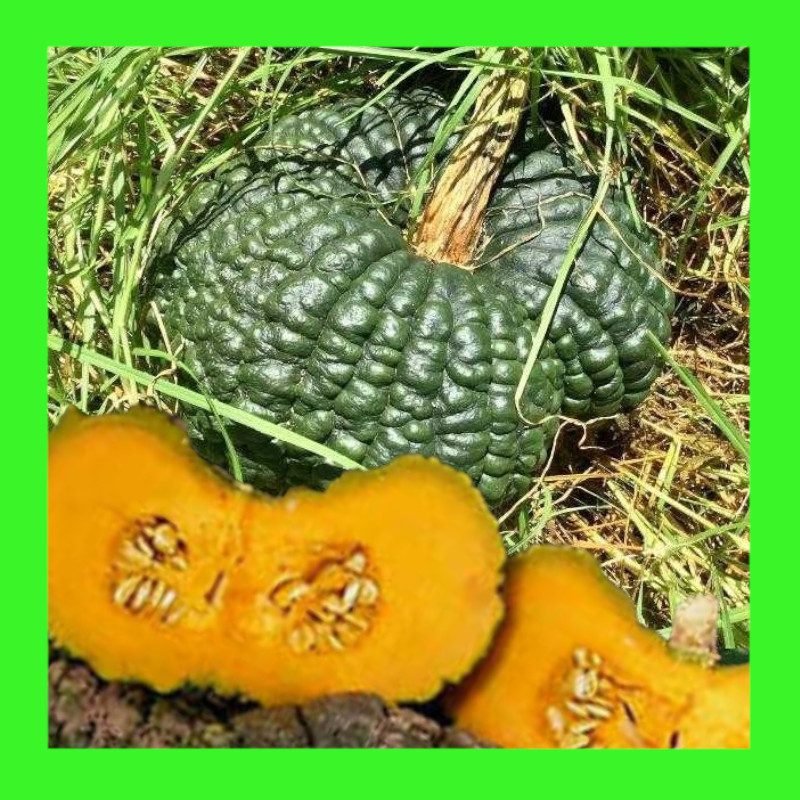 PUMPKIN-IRONBARK-AUST