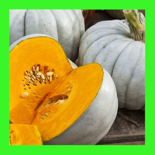 PUMPKIN-JARRAHDALE