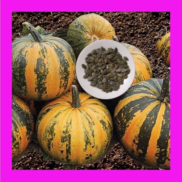 PUMPKIN-KAKAI HULLESS