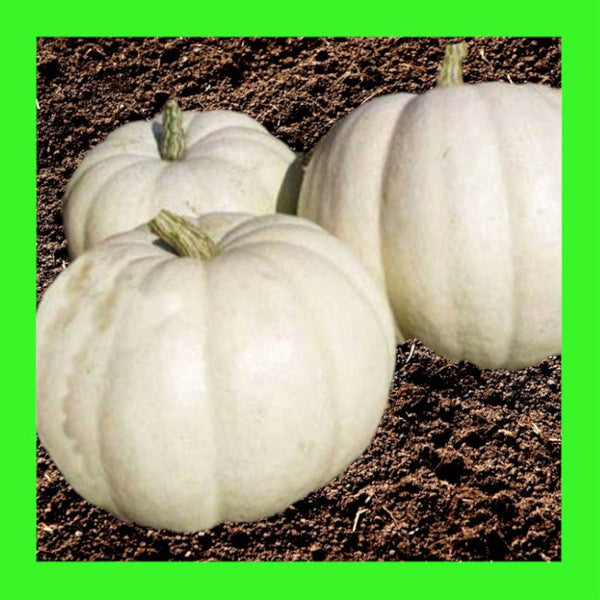 PUMPKIN-LUMINA