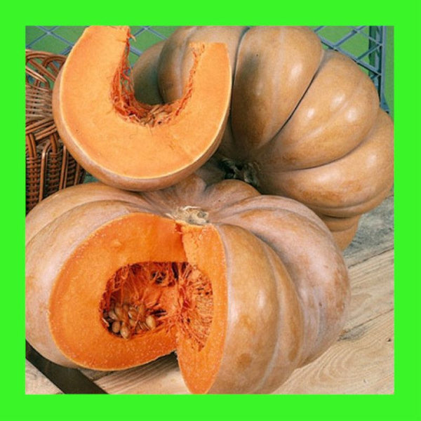 PUMPKIN-MUSQUEE de PROVENCE