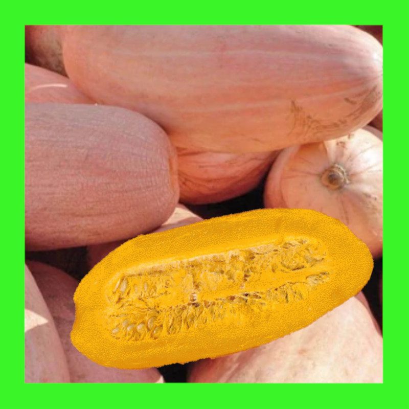 PUMPKIN-PINK BANANA JUMBO
