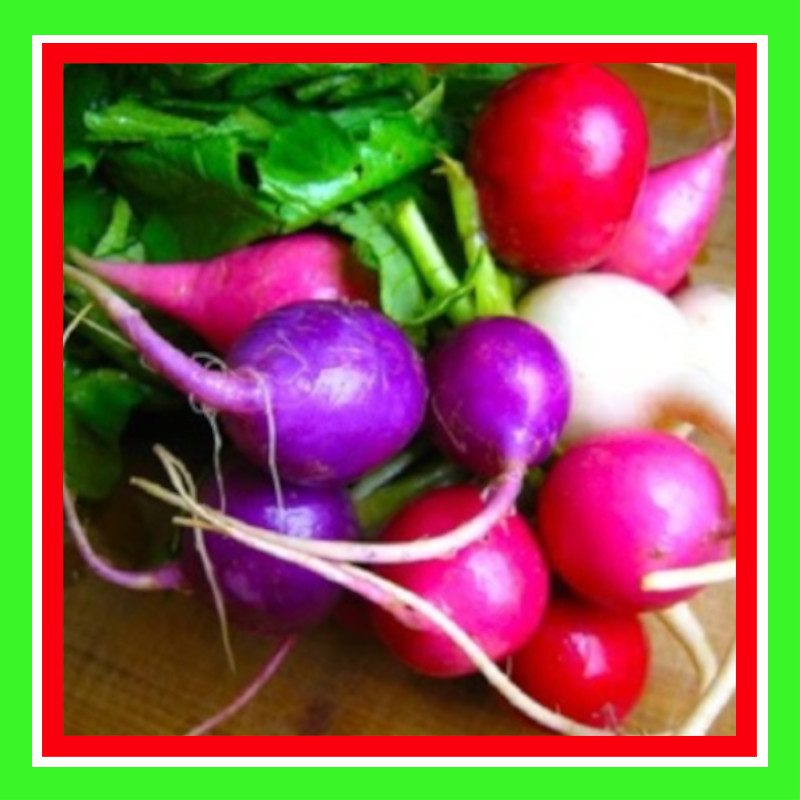RADISH-EASTER EGG (TREATED)