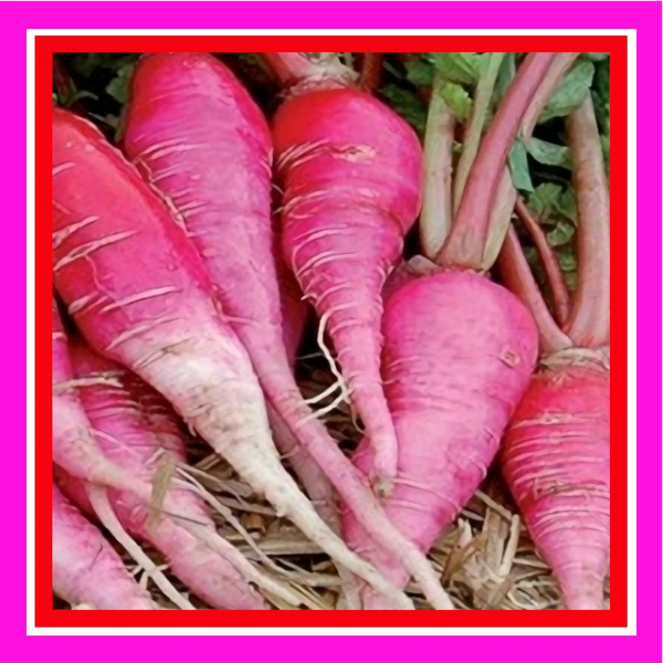 RADISH-CHINA ROSE-aka KAIWARE (TREATED)
