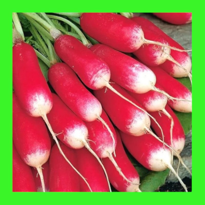 RADISH-FRENCH BREAKFAST