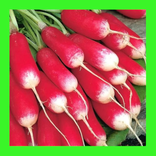 RADISH-FRENCH BREAKFAST