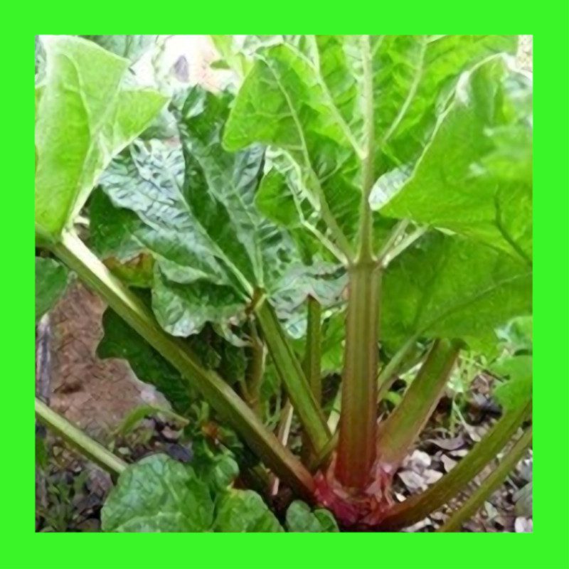 RHUBARB-GLASKINS PERPETUAL
