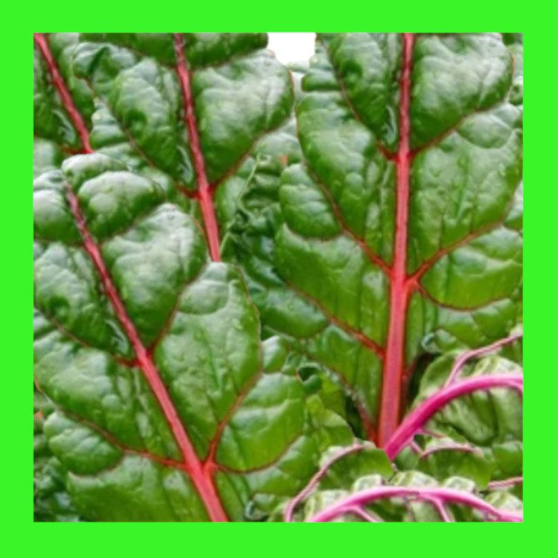 SILVERBEET-RED RIBBED