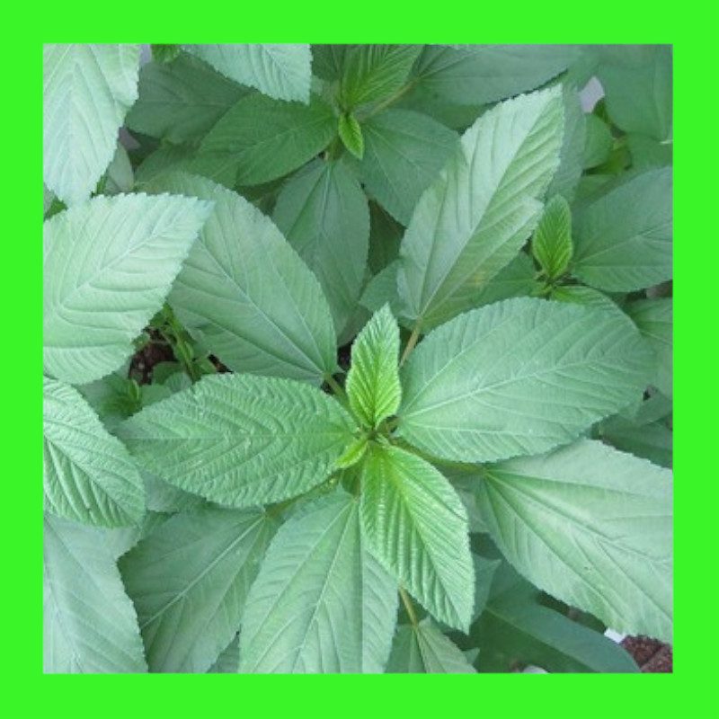 SPINACH-EGYPTIAN-MOLOKHIA or RAU DAY
