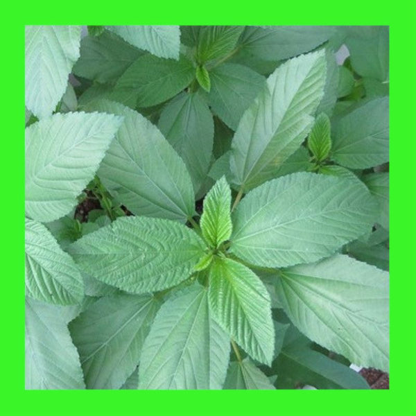 SPINACH-EGYPTIAN-MOLOKHIA or RAU DAY