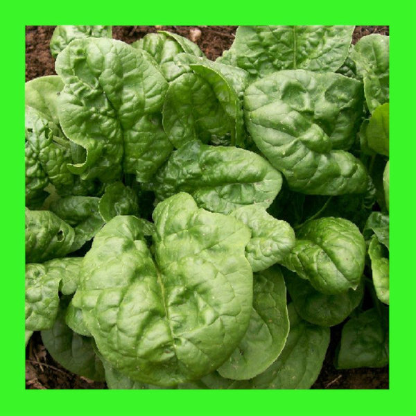 SPINACH-BLOOMSDALE-ENGLISH