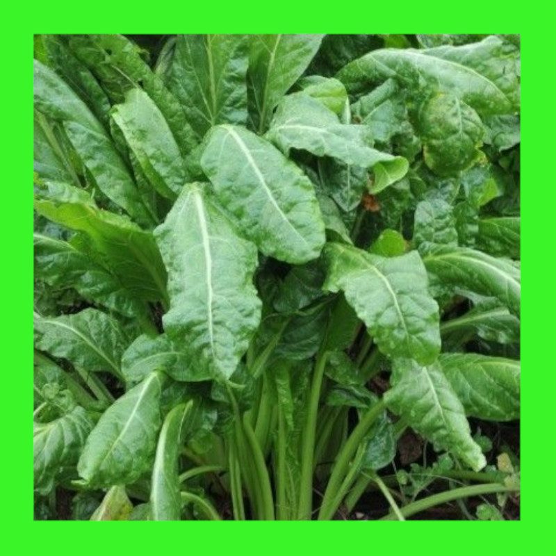 SPINACH-PERPETUAL