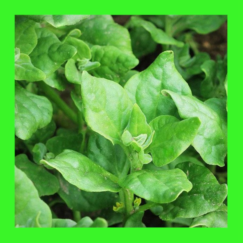 SPINACH-WARRIGAL-NZ