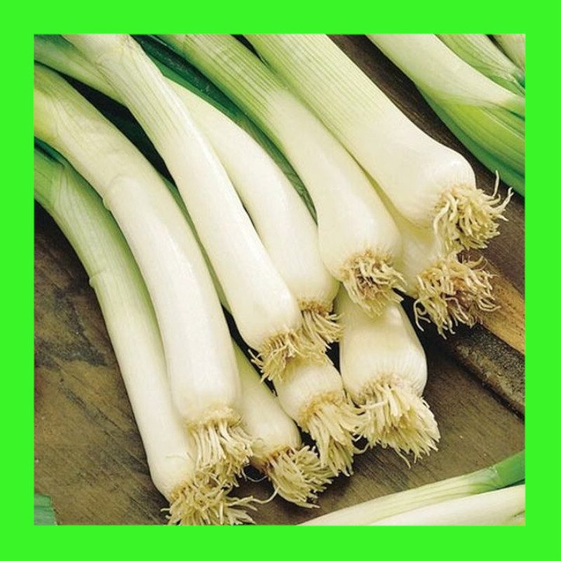 ONION-SPRING ONION-EVERGREEN