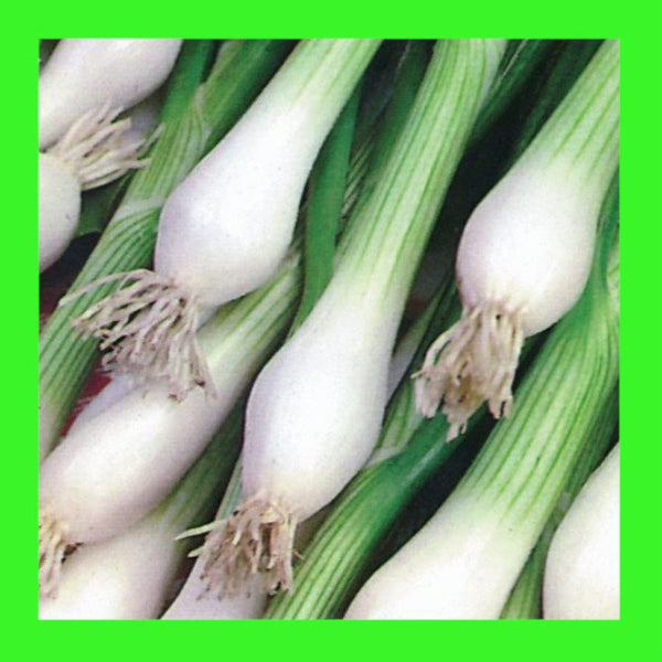 ONION-SPRING ONION-WHITE LISBON