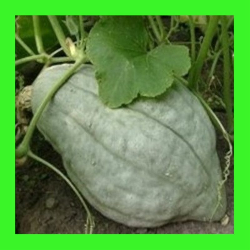 SQUASH-HUBBARD-BLUE