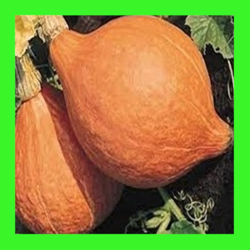 SQUASH-HUBBARD-GOLDEN