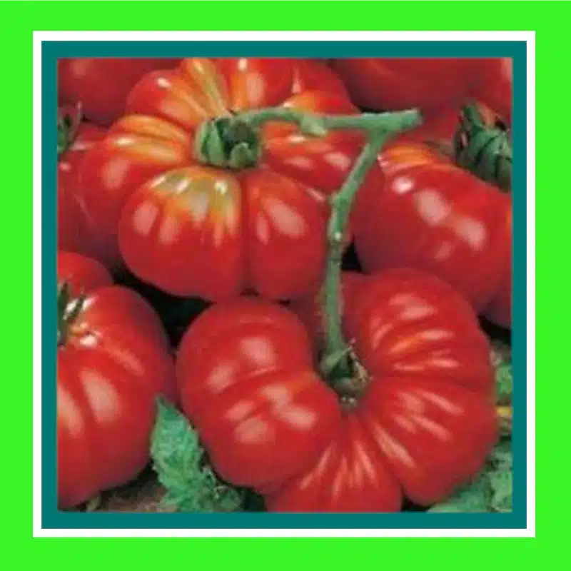 TOMATO-ROUGE DE MARMANDE (SALE)