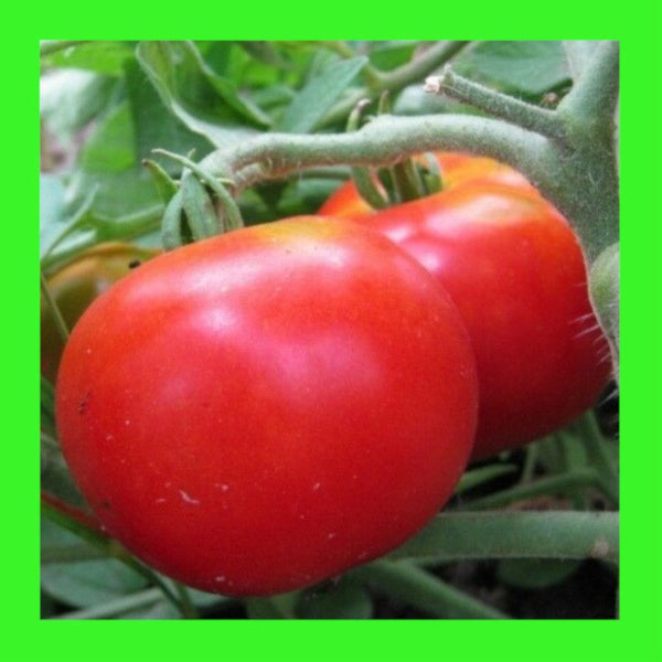 TOMATO-AUSTRALIAN RED
