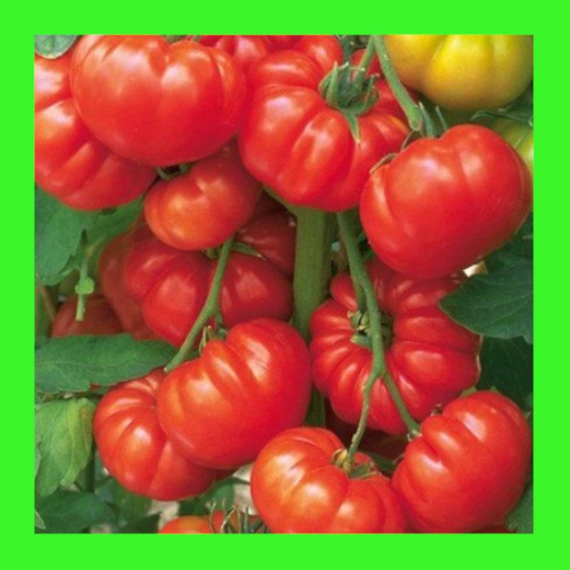 TOMATO-BEEFSTEAK-aka RED PONDEROSA