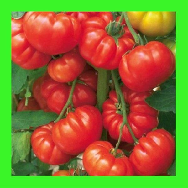 TOMATO-BEEFSTEAK-aka RED PONDEROSA