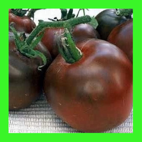 TOMATO-BLACK RUSSIAN