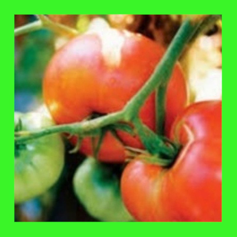 TOMATO-BRANDYWINE