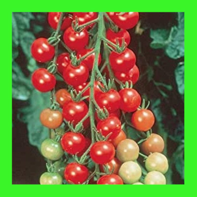 TOMATO-CHERRY-COCKTAIL