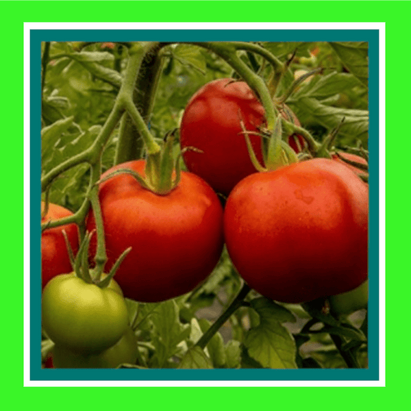 TOMATO-FLORA LOU (SALE)