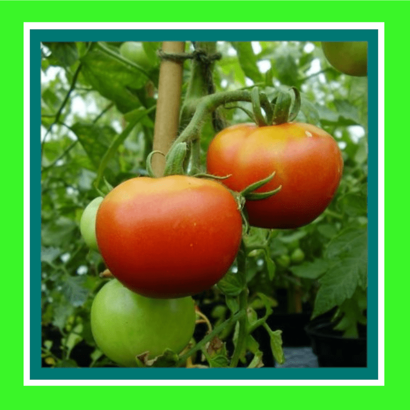 TOMATO-GRAF ZEPPELIN (SALE)