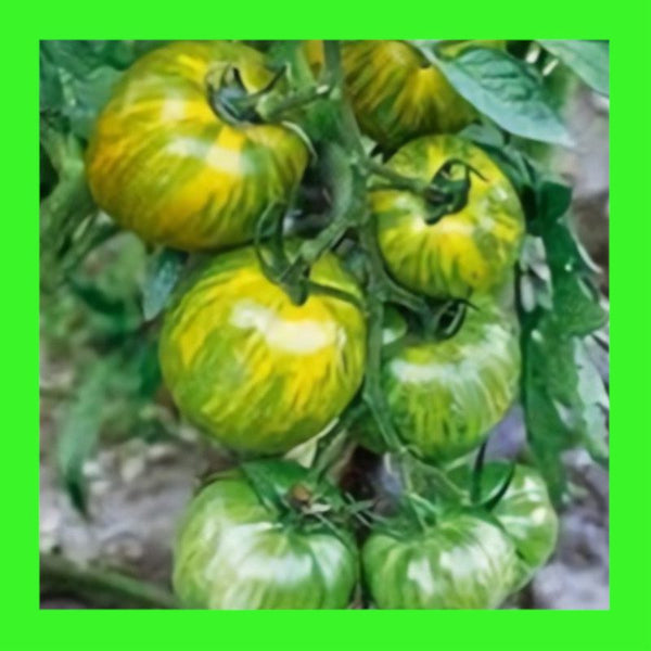 TOMATO-GREEN ZEBRA
