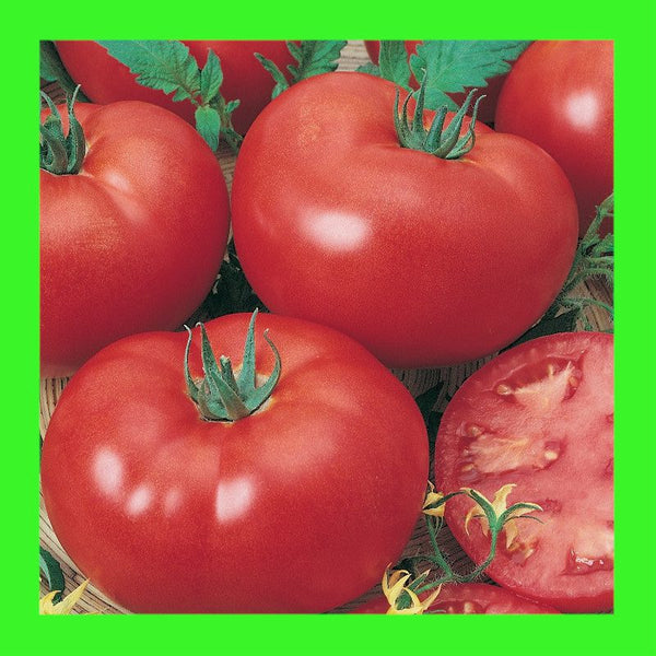 TOMATO-GROSSE LISSE