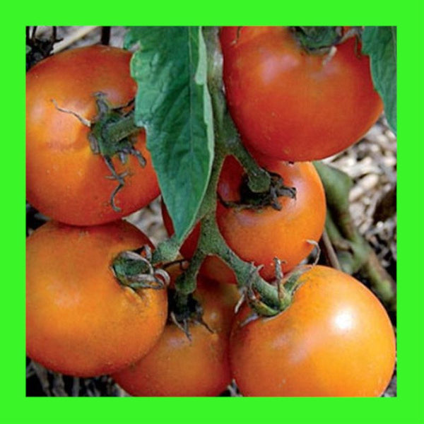 TOMATO-JAUNE FLAMME