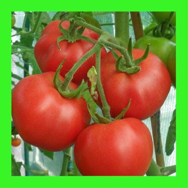 TOMATO-KY1-AUST