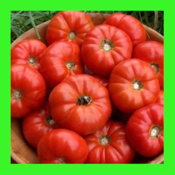 TOMATO-MARY ITALIAN