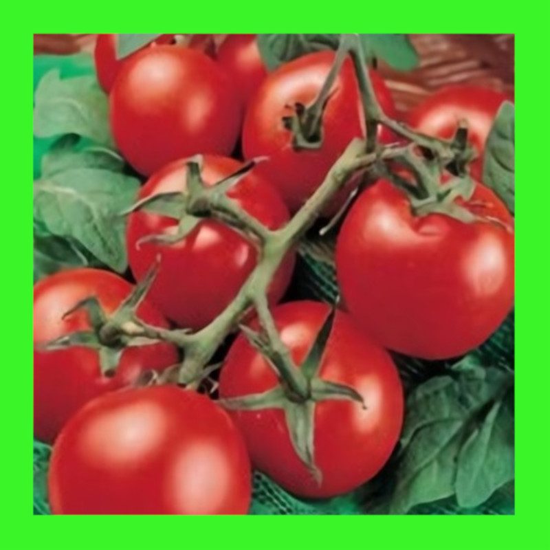 TOMATO-MONEY MAKER