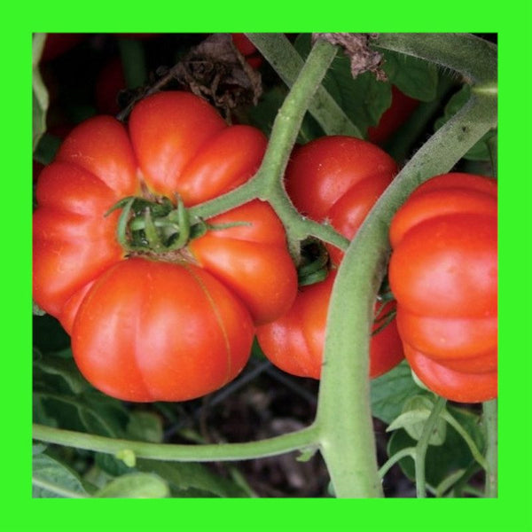 TOMATO-MORTGAGE LIFTER