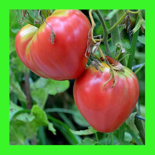 TOMATO-OXHEART PINK