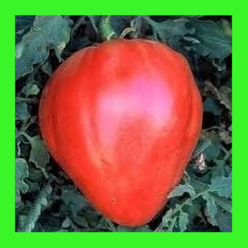 TOMATO-OXHEART-RED