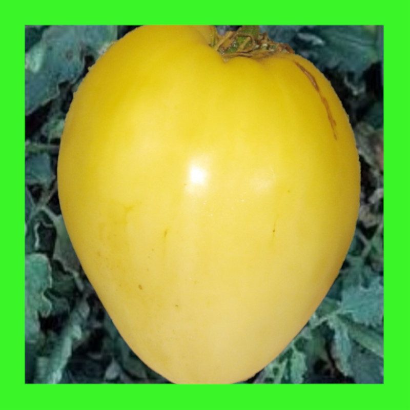 TOMATO-OXHEART-WHITE