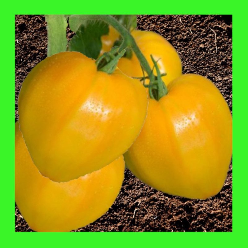 TOMATO-OXHEART-YELLOW