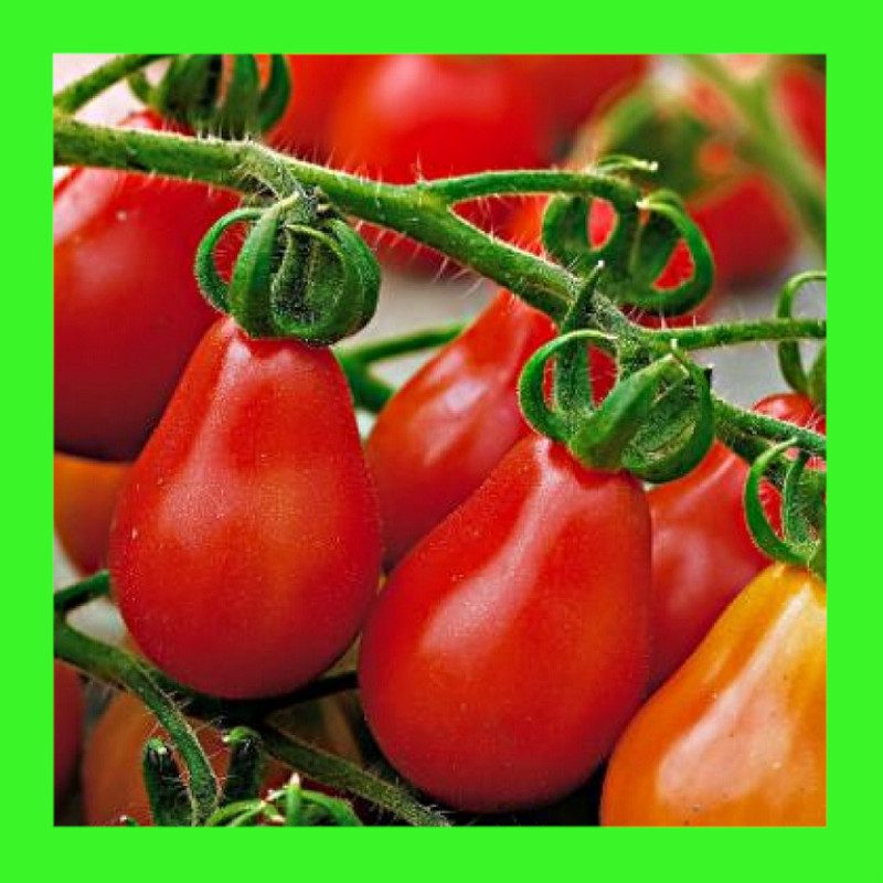 TOMATO-PEAR-RED