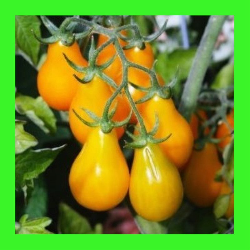 TOMATO-PEAR-YELLOW