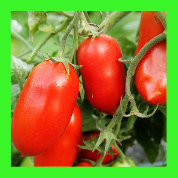 TOMATO-ROMA